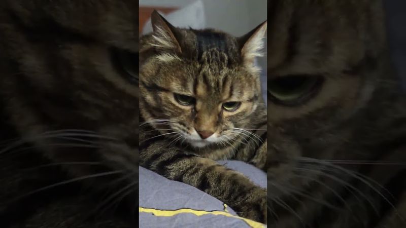 Вкусный ужин 🤔🙀😉🤣 #cat #кот #юмор #котушка #приколы #позитив #цитаты #популярное #топ