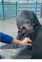 Sea lion core.🥰🤣#funny #sealion #fyp #tiktok #usa🇺🇸