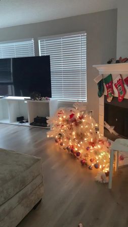 #cat #funny #pet #foryou #catsoftiktok 