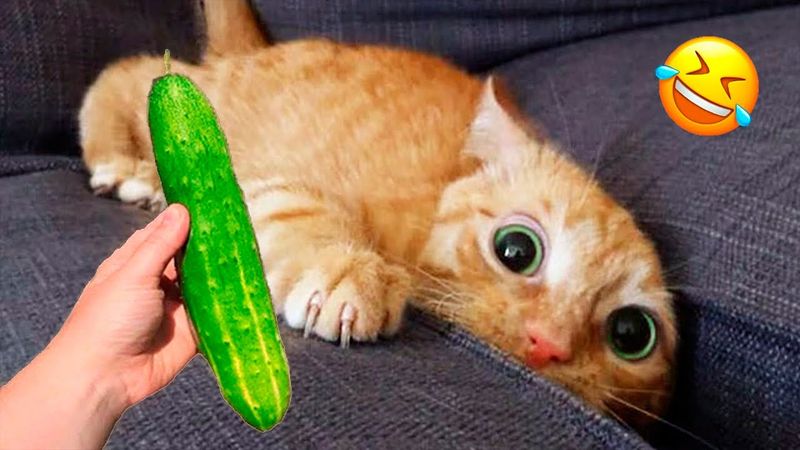 You Laugh You Lose 😹 Funniest Cats and Dogs 2026🤣 Part 9