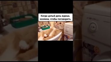Жалуется 😂 #приколысживотными #cat #shortsvideo #shorts