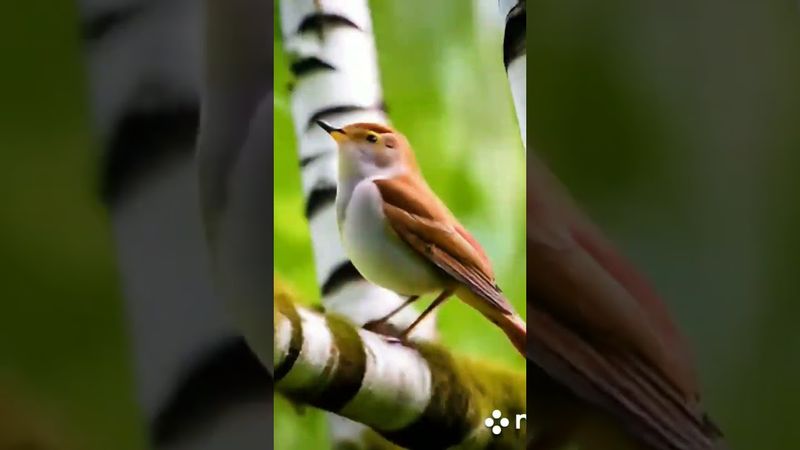 Красивое пение соловья.