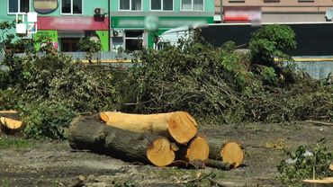 У Городку розпочали реконструкцію центрального скверу, вирубавши старі дерева