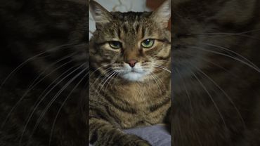 Если встретили 🙀🤔😉🤣 #cat #кот #юмор #котушка #приколы #цитаты