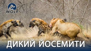ЛЬВЫ ПРОТИВ ГИЕН | Схватка хищников в саванне #дикаяприрода | WOLF