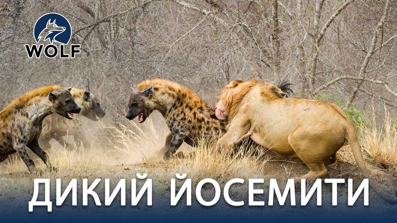ЛЬВЫ ПРОТИВ ГИЕН | Схватка хищников в саванне #дикаяприрода | WOLF