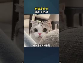 养猫也是一种修行 #猫咪 #养猫人 #修行之路