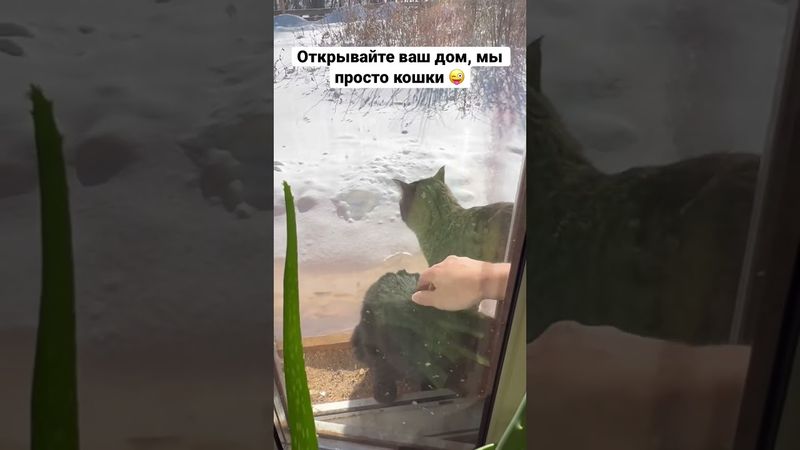 Кото-воробушки))) Весна близко 🌷