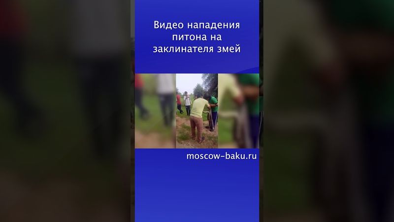 Видео нападения питона на заклинателя змей