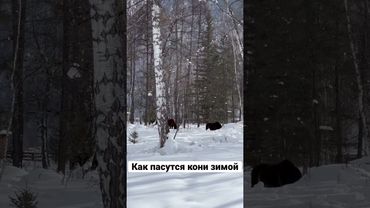 Как пасутся кони зимой? Копытят траву!