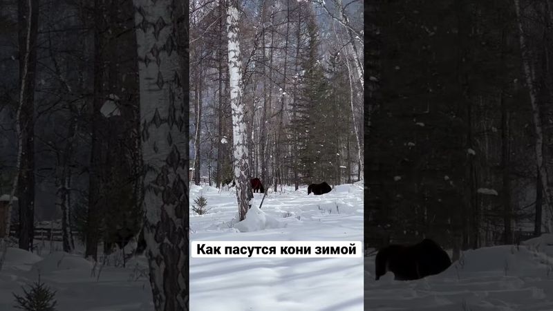 Как пасутся кони зимой? Копытят траву!