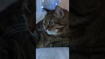 Несмотря на часы⏰🙀😉🤣 #cat #кот #юмор #котушка #приколы #цитаты