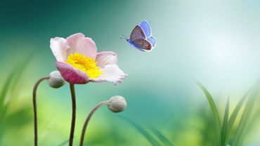 20 Minutes Meditation Music, Instant Peace Calm Down, HEALING Relaxing Music | REMOVE ANXIETY ★ 73