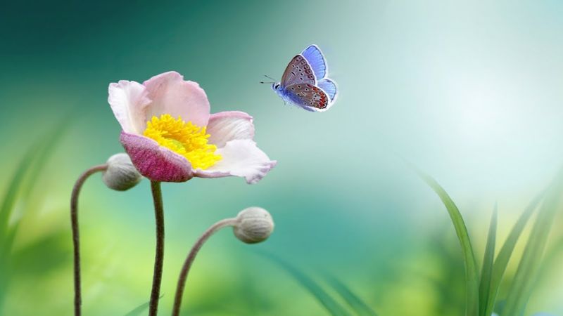 20 Minutes Meditation Music, Instant Peace Calm Down, HEALING Relaxing Music | REMOVE ANXIETY ★ 73