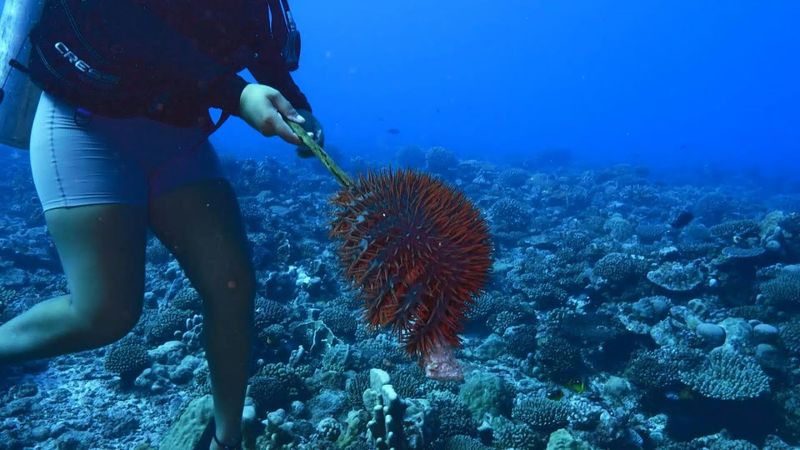 Divers battle hungry starfish eating coral reefs around the Cook Islands | AFP