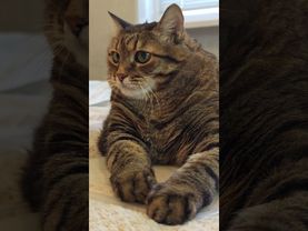 Про работу 🙀🤔😉🤣 #cat #кот #юмор #котушка #приколы #цитаты