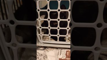 Пепелац пани котики Ластенки ) #оле7 #cat #видосыоткота #котенок #животные #веселыекоты #кот