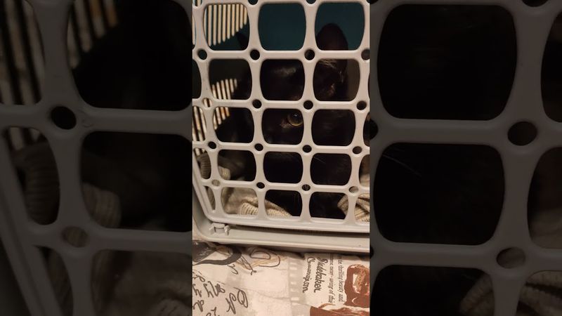 Пепелац пани котики Ластенки ) #оле7 #cat #видосыоткота #котенок #животные #веселыекоты #кот