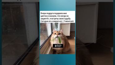 #смех #юмор #анекдоты #прикол #шуточное #мем