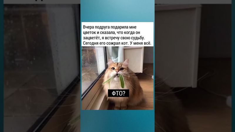 #смех #юмор #анекдоты #прикол #шуточное #мем