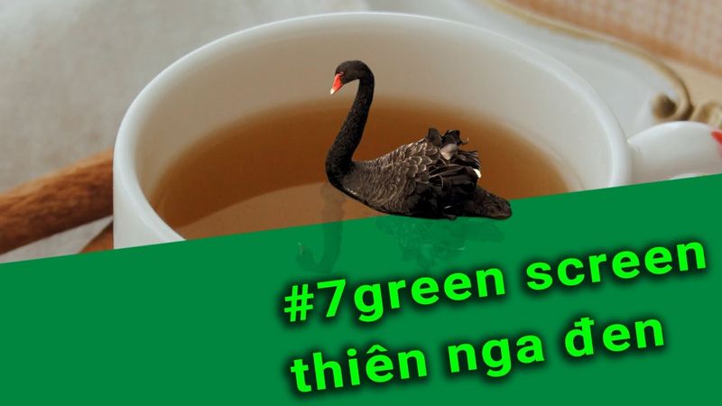 7 video Black swan green screen |Phông nền xanh thiên nga đen đang bơi | csS2A