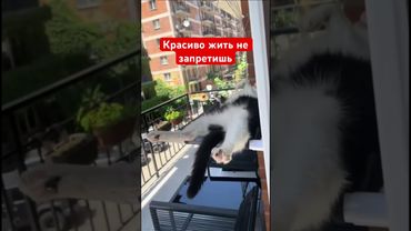 Красиво жить не запретишь #юмор #прикольныекоты