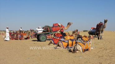 Tourists from India and other countries are enjoying a camel ride in the desert of Jaisalmer