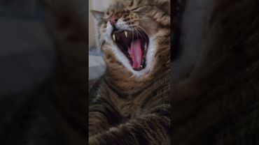 Хорошо выглядеть 😻😉🤔🤣 #cat #кот #юмор #котушка #приколы #цитаты