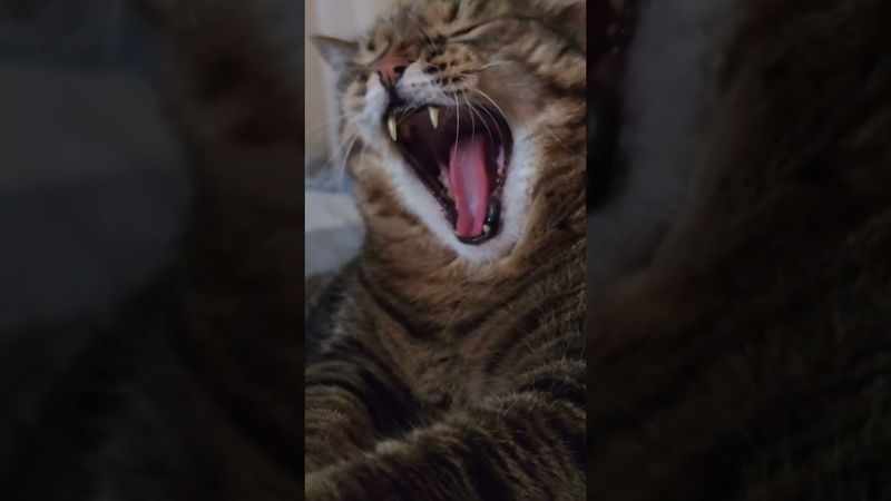 Хорошо выглядеть 😻😉🤔🤣 #cat #кот #юмор #котушка #приколы #цитаты