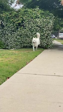 #happydog vibes to you all! 🎥 @Fenix ‘Happy Dog’ Lumiere #happyguy #h...