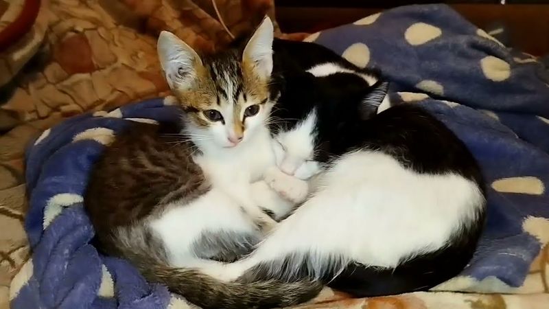 #Славянск. 27 сентября 2025г. Вечер.