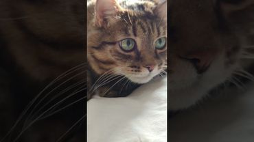 Вещий сон 🙀😉🤗🤣 #cat #кот #юмор #приколы #котушка #цитаты #смех