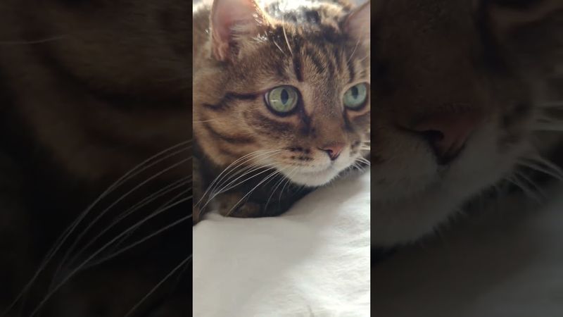 Вещий сон 🙀😉🤗🤣 #cat #кот #юмор #приколы #котушка #цитаты #смех