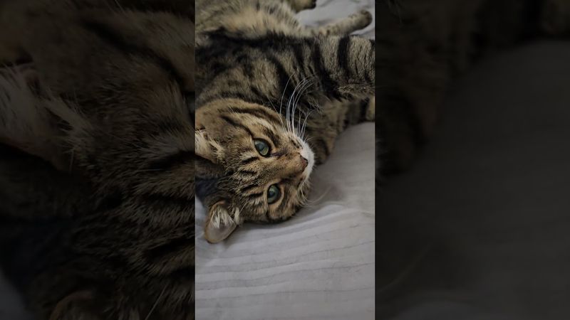 Послать на...🙀😉🤔🤣 #cat #кот #юмор #котушка #приколы #цитаты #смех