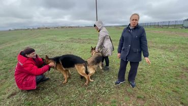 Вязка немецких овчарок. Разбор процесса!