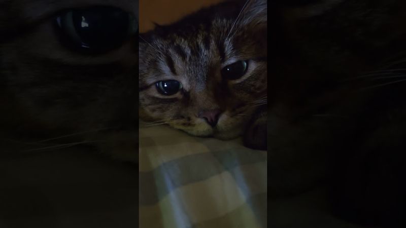 Одиночество 📱⏰🙀🤣 #cat #кот #юмор #котушка #приколы #funny #цитаты