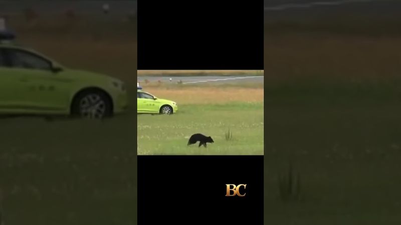 Bear on runway forces airport in Japan to cancel flights