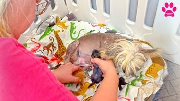 Чудеса творятся! Щенки появились на свет за 1 час! Сколько их?