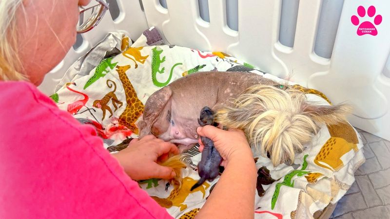 Чудеса творятся! Щенки появились на свет за 1 час! Сколько их?