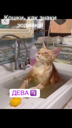 #кошки#знакизодиака #гороскоп #котики #королевамать  @MLT KIIS  @КОРО...
