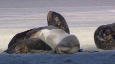 Живая природа (образец видео в Windows 7)