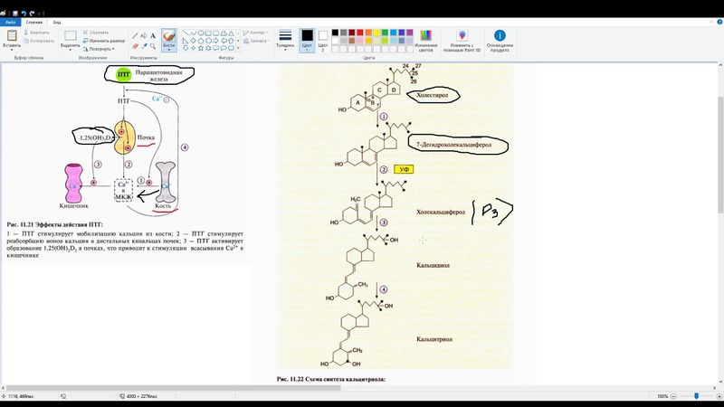 Обмен кальция и фосфатов. Паратгормон. Кальцитриол. Кальцитонин