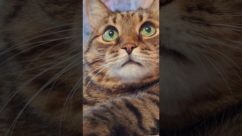 Здоровый образ😺😻🤗🤣 #cat #кот #юмор #котушка #приколы #смех