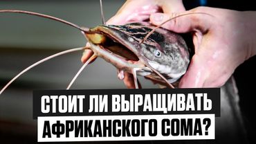 ТОП 10 ПЛЮСОВ и МИНУСОВ выращивания АФРИКАНСКОГО СОМА | Подходит ли АФРИКАНСКИЙ СОМ для БИЗНЕСА УЗВ?