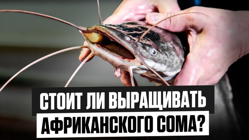 ТОП 10 ПЛЮСОВ и МИНУСОВ выращивания АФРИКАНСКОГО СОМА | Подходит ли АФРИКАНСКИЙ СОМ для БИЗНЕСА УЗВ?