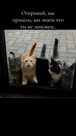 В продолжении предыдущему 🤣#cats #funn 