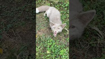 Лисичка-злодійка 😄 #animals #cutefox #foxs #cute