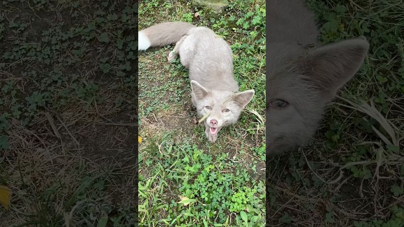 Лисичка-злодійка 😄 #animals #cutefox #foxs #cute