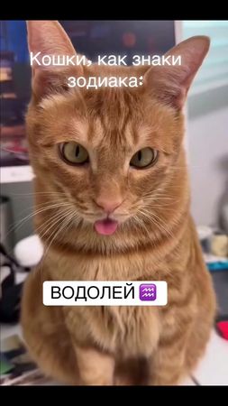 #знакизодиака#гороскоп#котики#приколы#королевамать @MLT KIIS  @КОРОЛЕ...