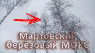 Берёзовый Морс